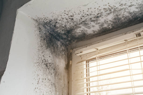 Affordable Basement Mold Removal solutions in Fort Washington, MD